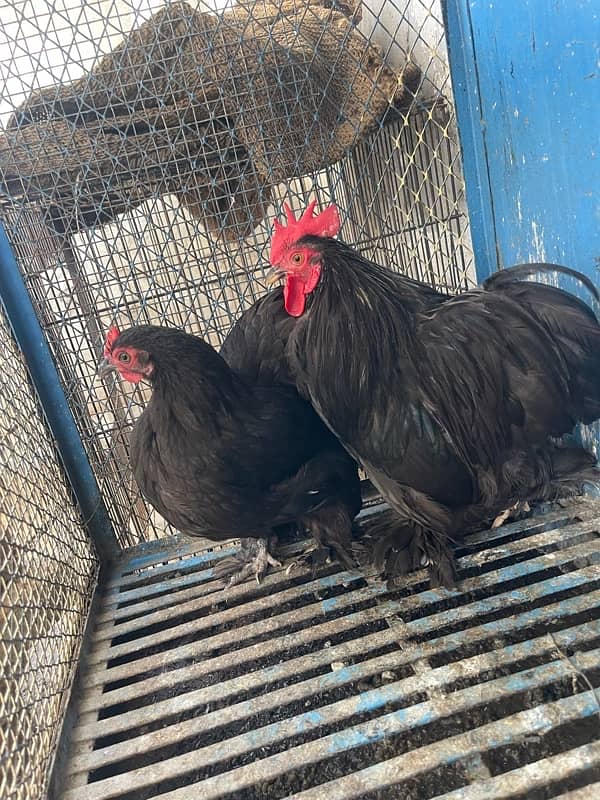 black bantam egg laying breeder pair for sale 1