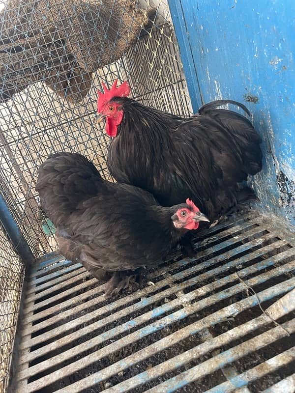 black bantam egg laying breeder pair for sale 2