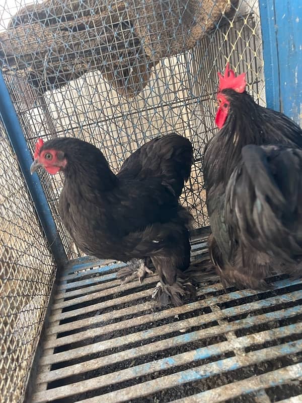 black bantam egg laying breeder pair for sale 3