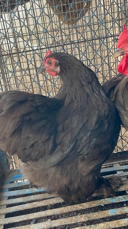 black bantam egg laying breeder pair for sale 4