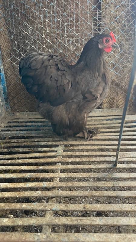 black bantam egg laying breeder pair for sale 5