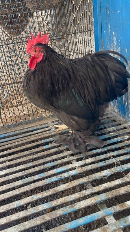 black bantam egg laying breeder pair for sale 6