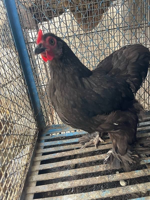 black bantam egg laying breeder pair for sale 7