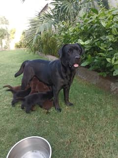 Pure Bred Labrador Puppies