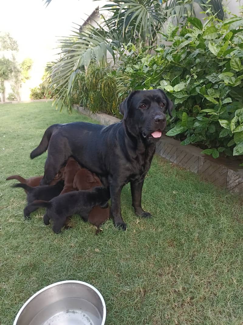 Pure Bred Labrador Puppies 0