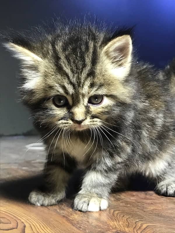 HIGHEST QUALITy PERSIAN KITTENS PURE PUNCH FACE (CASH ON DELI 1