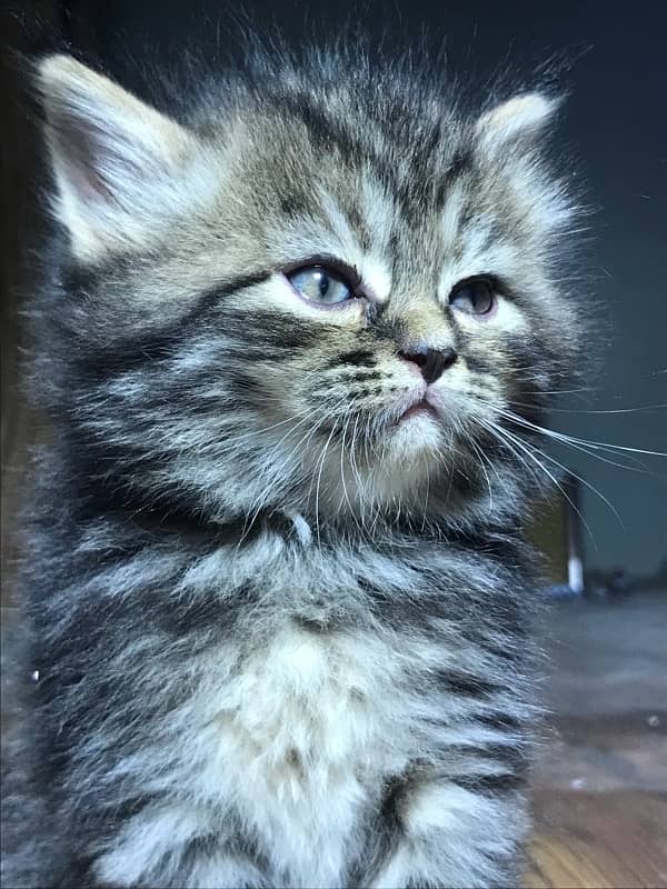 HIGHEST QUALITy PERSIAN KITTENS PURE PUNCH FACE (CASH ON DELI 3