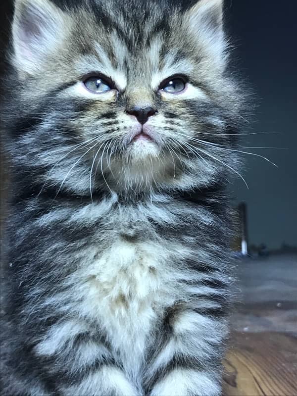 HIGHEST QUALITy PERSIAN KITTENS PURE PUNCH FACE (CASH ON DELI 6