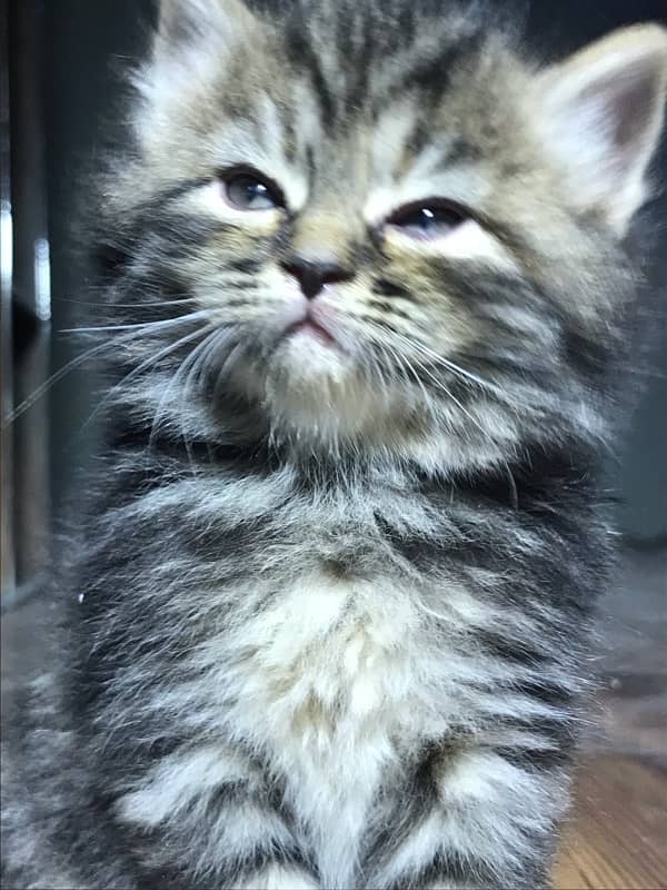 HIGHEST QUALITy PERSIAN KITTENS PURE PUNCH FACE (CASH ON DELI 10