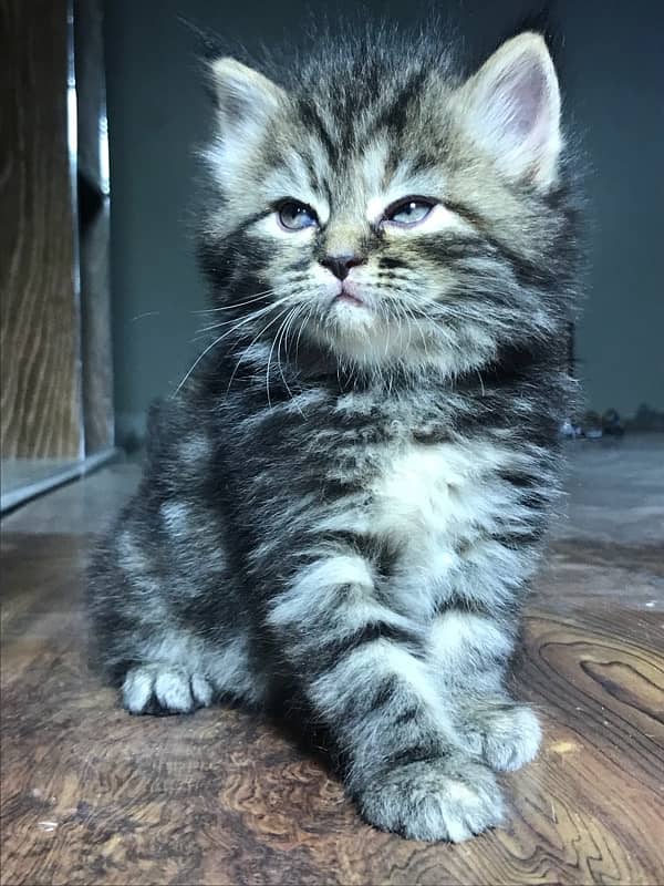 HIGHEST QUALITy PERSIAN KITTENS PURE PUNCH FACE (CASH ON DELI 11