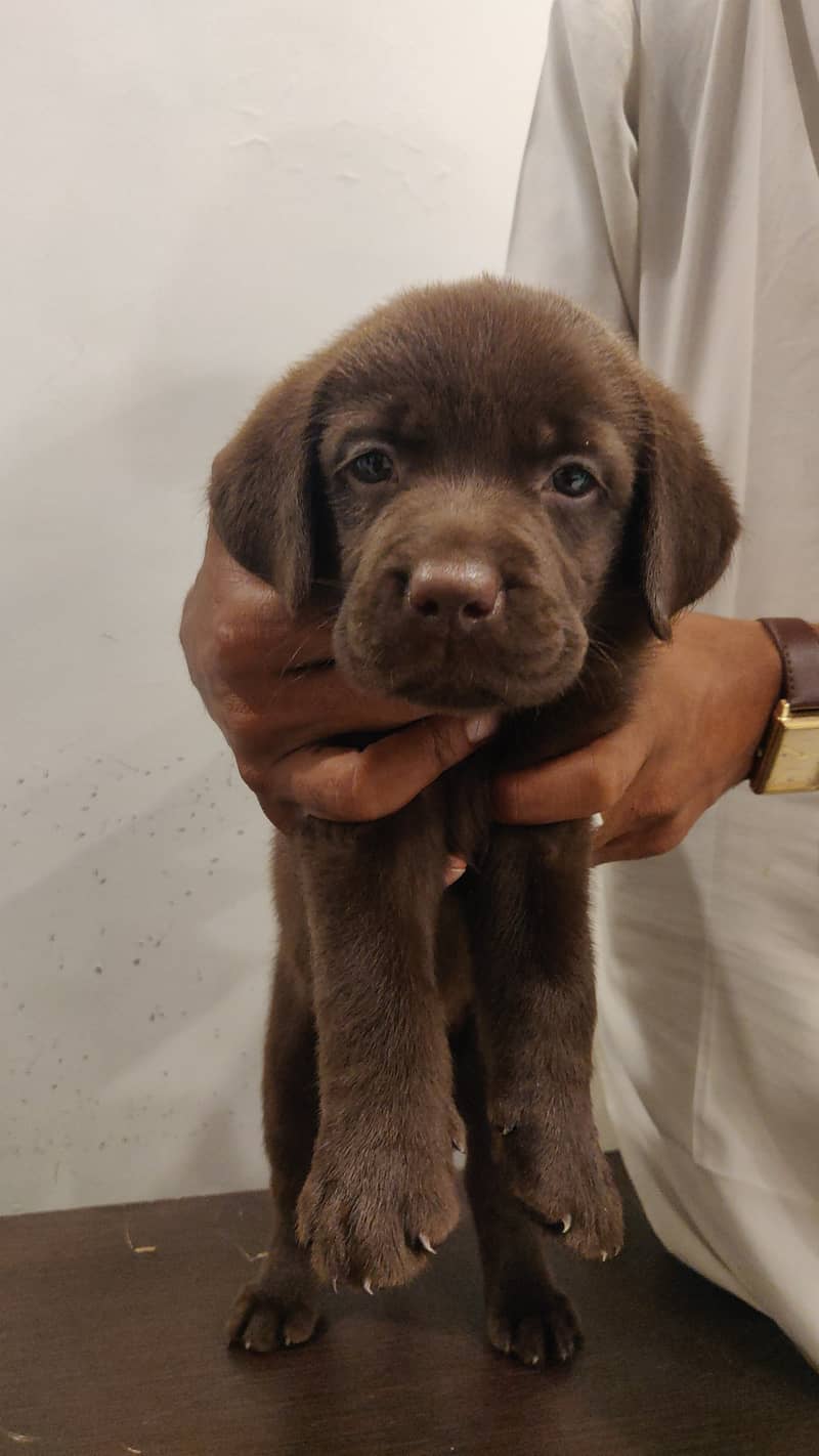 Pure Bred Labrador Puppies 1