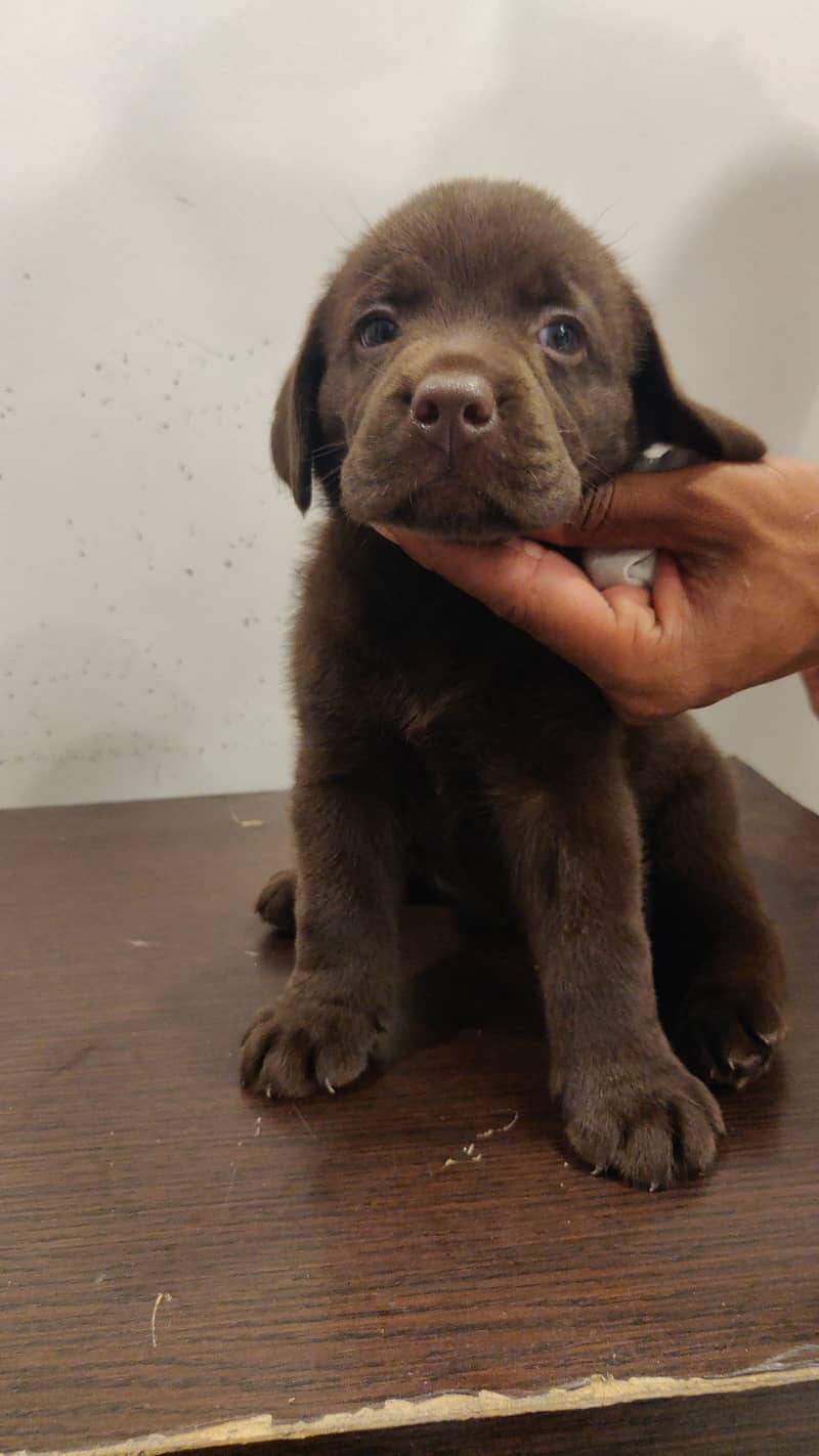 Pure Bred Labrador Puppies 3