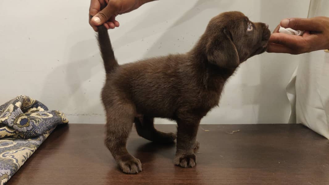 Pure Bred Labrador Puppies 4