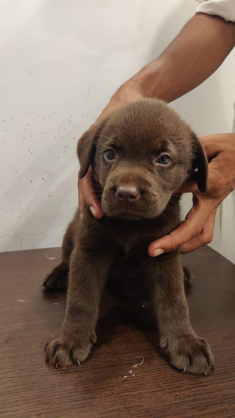 Pure Bred Labrador Puppies 5