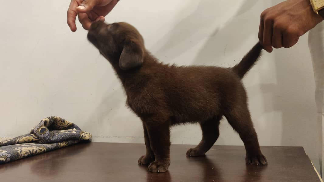 Pure Bred Labrador Puppies 6