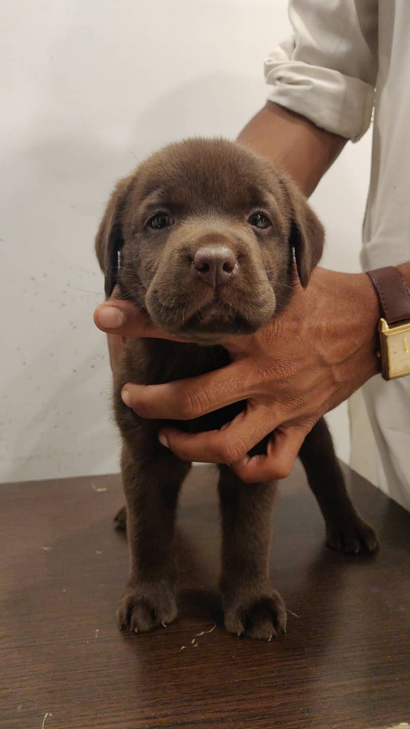 Pure Bred Labrador Puppies 7