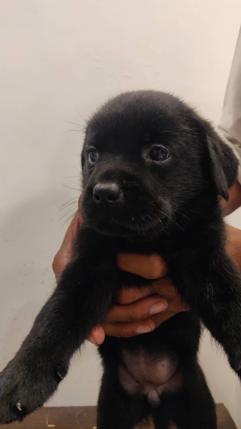 Pure Bred Labrador Puppies 9