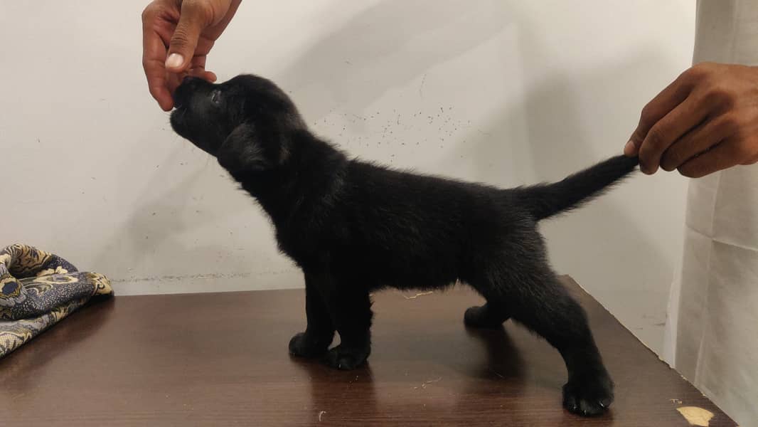 Pure Bred Labrador Puppies 10