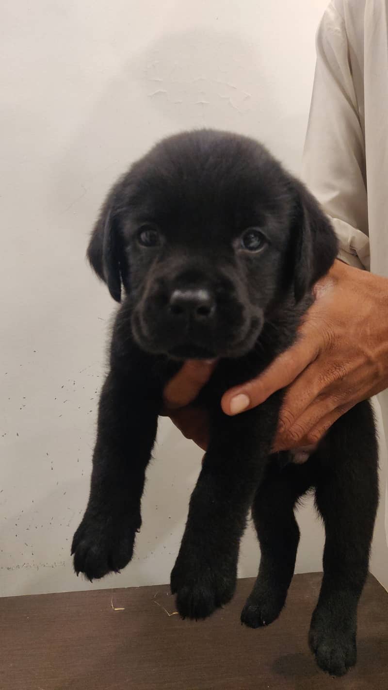 Pure Bred Labrador Puppies 13