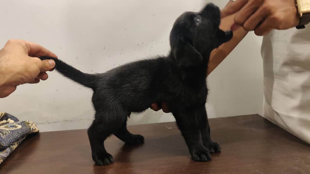 Pure Bred Labrador Puppies 14