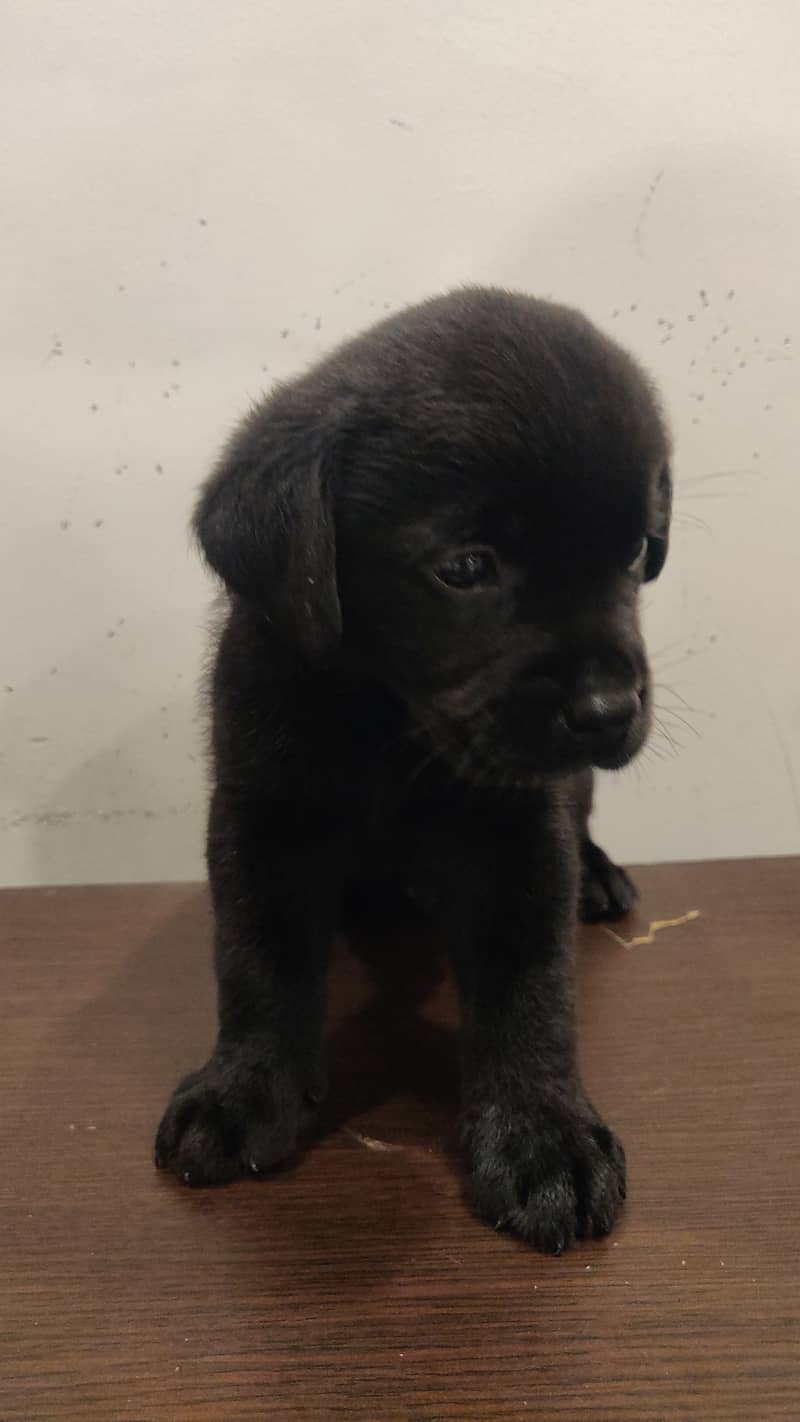 Pure Bred Labrador Puppies 16