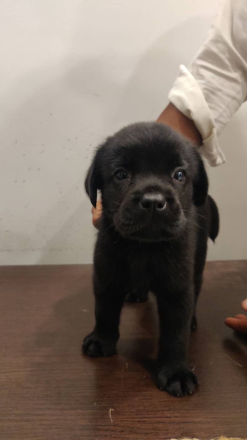 Pure Bred Labrador Puppies 17