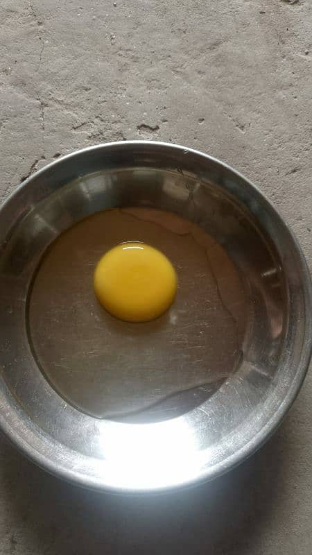 desi eggs 1