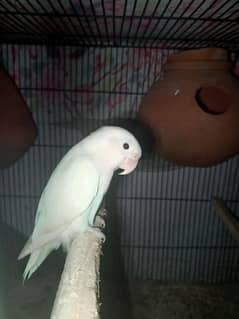 love birds looking for new home with cage