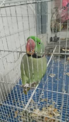 parrot