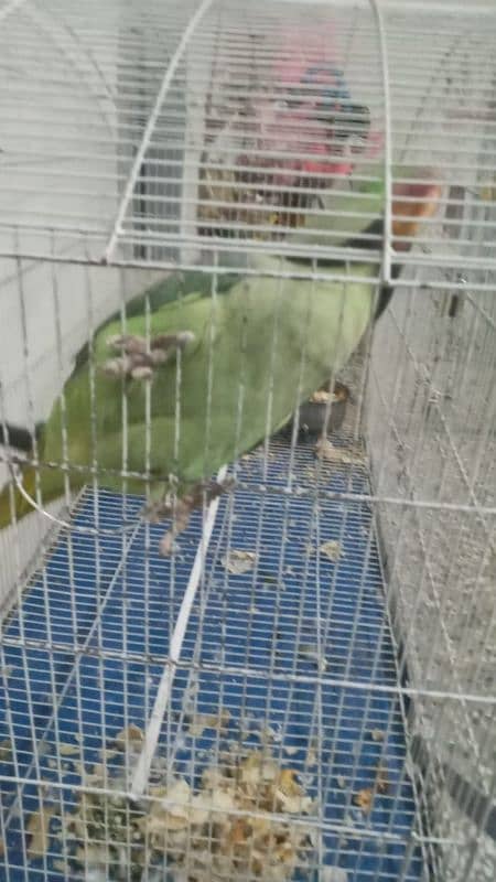 parrot 1