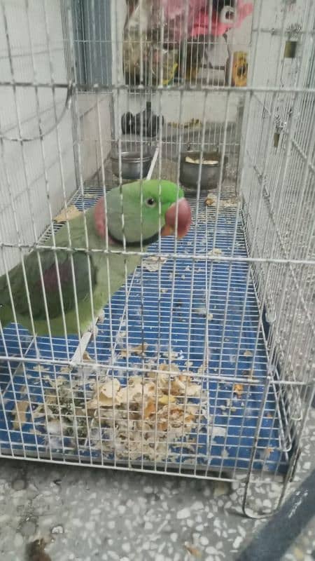 parrot 2