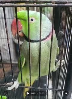 raw parrot long tale