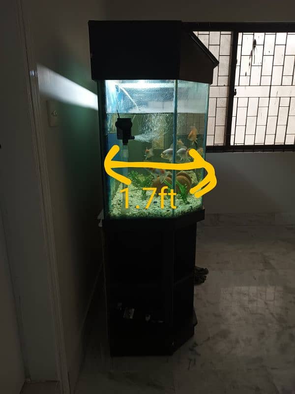 big size fish aquarium 1