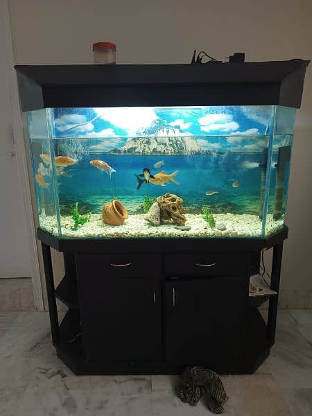 big size fish aquarium 3