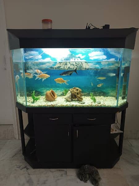 big size fish aquarium 4