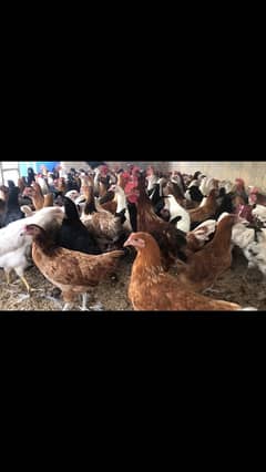 Golden Misri Starter Egg Laying Female Available In Bulk Quantity