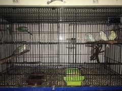 budgies  two pair and five  females