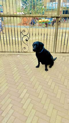 Labrador breeder female read full add