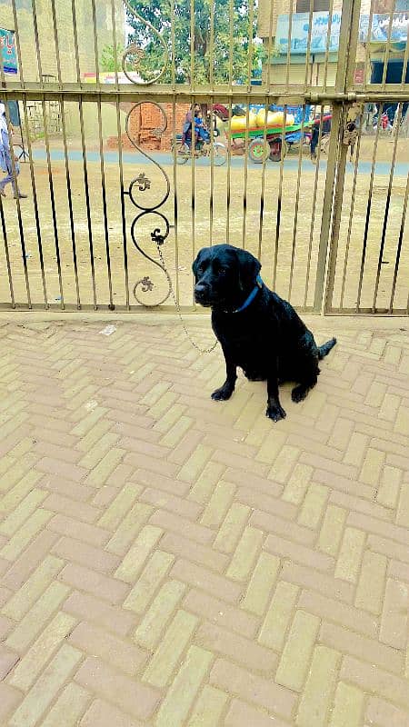 Labrador breeder female read full add 0