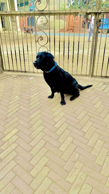 Labrador breeder female read full add 1