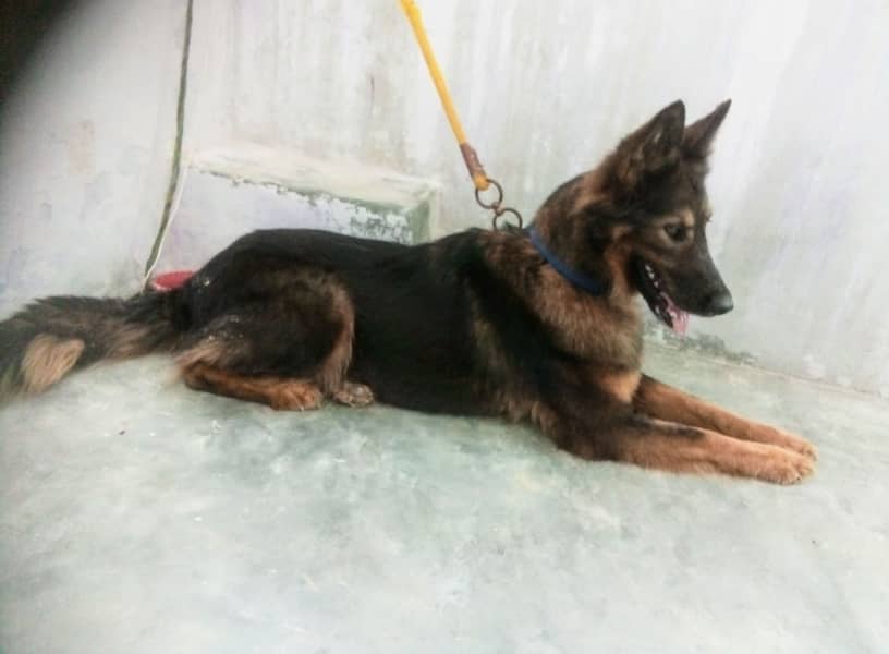 German shepherd Female Long coat 0