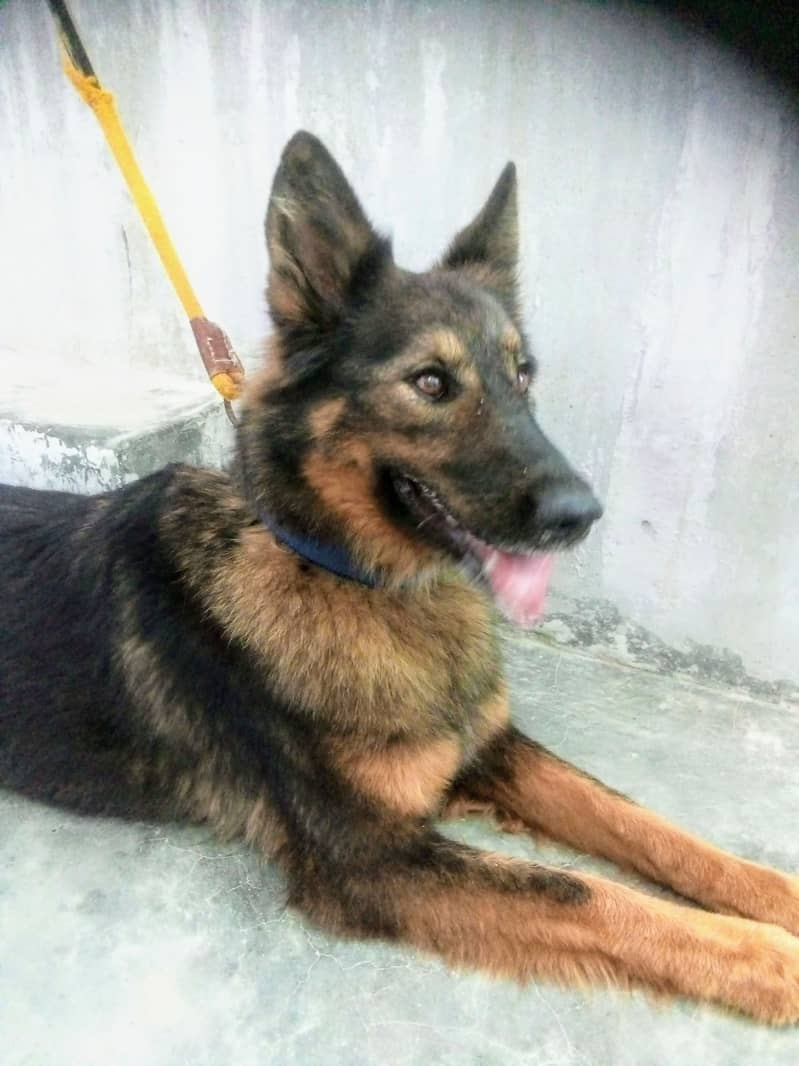 German shepherd Female Long coat 1