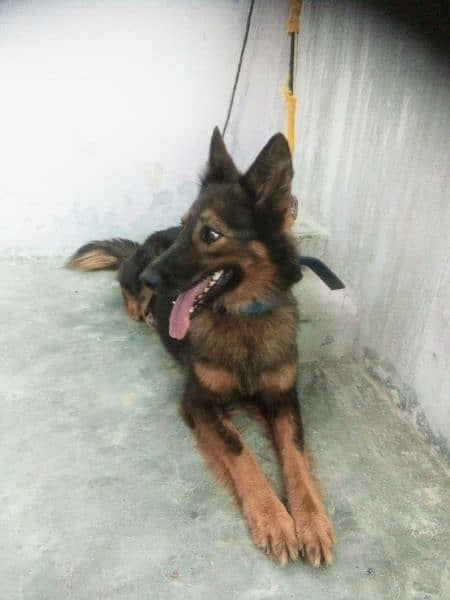 German shepherd Female Long coat 2