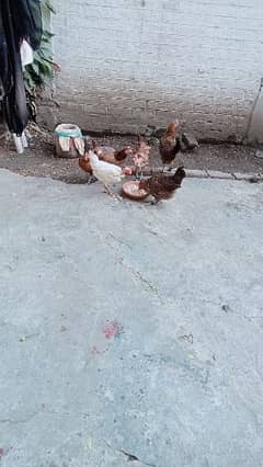 Desi Hens for sale