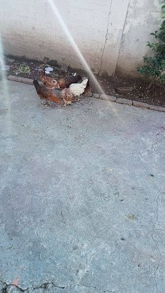 Desi Hens for sale 3