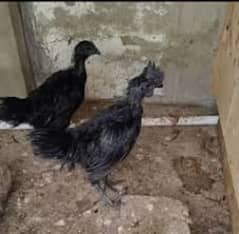 very beautiful pullets are available for sale only