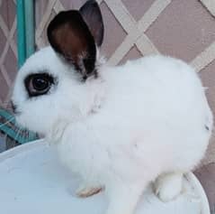 Beautiful & Fancy Rabbits For Sale