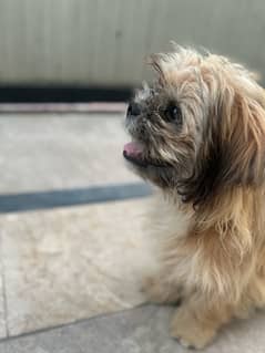 Shih tzu Dog