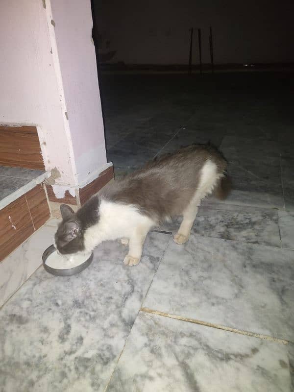 cat with two cute babies 8