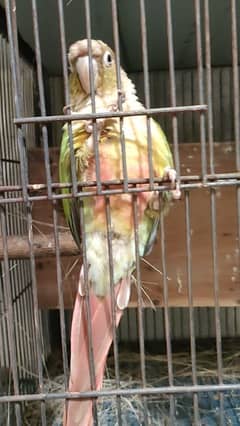 Bird Pine apple canoure breeder pair 16000